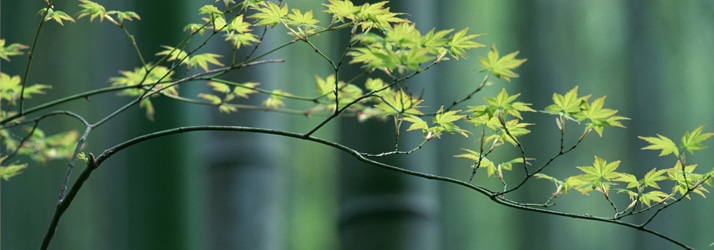 post-wellness tree tree