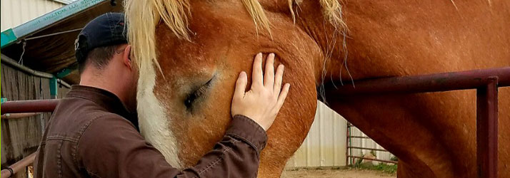 Animal-Chiropractic-in-Boulder-CO Animal Chiropractic in Niwot CO