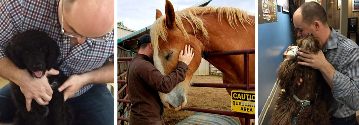 Chiropractic Care for Animals in Niwot CO