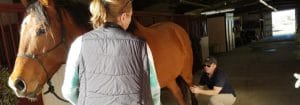 Chiropractic Care for Horses in Niwot CO