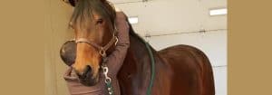 Horse Chiropractic Adjustment in Niwot CO