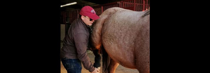 Horse Adjustment